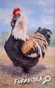 04-2012-coq-32x50