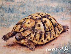 13-2012-tortue-hermann-32x25