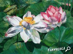 05-2011-lotus-30x40