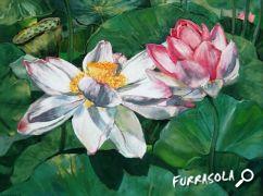 05-2011-lotus-30x40